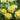English Rose 'The Poet's Wife' (David Austin®)