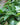 Epipremnum pinnatum 'Cebu Blue'