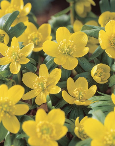 Eranthis Cilicica 'Winter Aconite' Bulbs - Pack 5