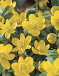 Eranthis Cilicica 'Winter Aconite' Bulbs - Pack 5