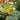 Achillea 'Moonshine' (Yarrow)