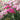 Achillea 'Saucy Seduction' (Yarrow)