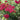 Achillea 'Strawberry Seduction' (Yarrow) ESC