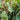 Cornus alba 'Argenteo-marginata' (Red Twig Dogwood)