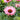 Echinacea Sunseekers® 'Salmon' (Coneflower)