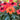 Echinacea Sunseekers® 'Mineola' (Coneflower)