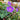 Geranium 'Rozanne' (Perennial Groundcover Geranium)