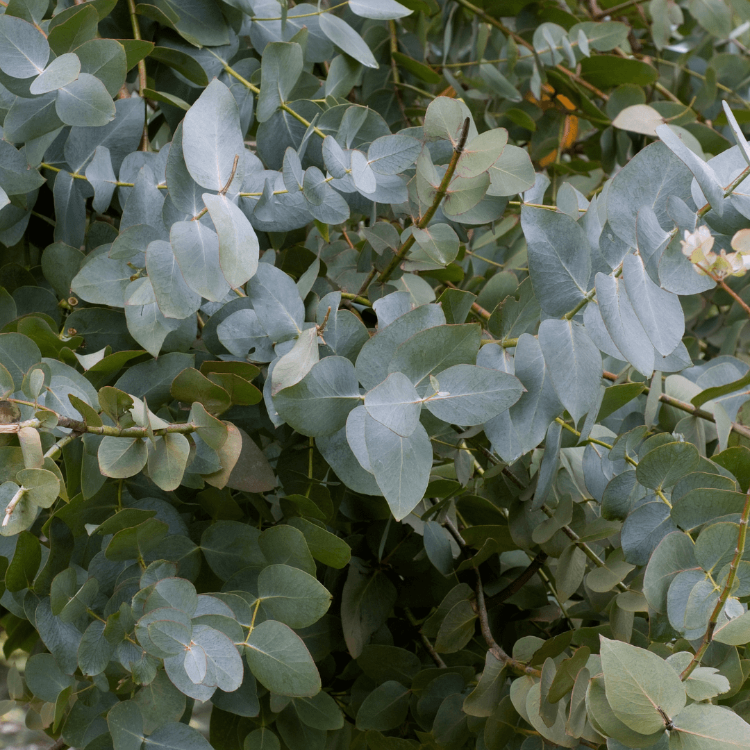 Eucalyptus