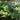 Eupatorium hyssopifolium (Thoroughwort)
