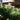 Eupatorium hyssopifolium (Thoroughwort)