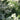Eupatorium hyssopifolium (Thoroughwort)