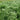 Eupatorium hyssopifolium (Thoroughwort)