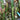Euphorbia Trigona Red 