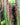 Euphorbia Trigona Red cu