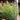 Euphorbia tirucalli (Firestick/Pencil Cactus)