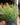 Euphorbia tirucalli (Firestick/Pencil Cactus)