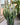Euphorbia trigona ‘Red’