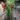 Euphorbia trigona 'Red'
