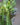 Euphorbia trigona 'Red'