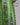 Euphorbia trigona 'Red'