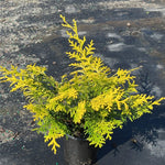 Golden Hinoki False Cypress (Crippsii)