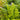 Dryopteris filix-mas (Male Fern)