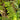 Dryopteris filix-mas (Male Fern)