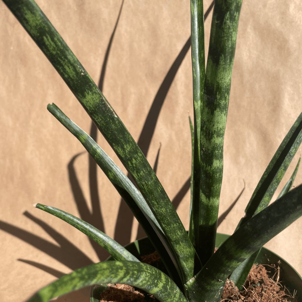 Sansevieria Fernwood Small