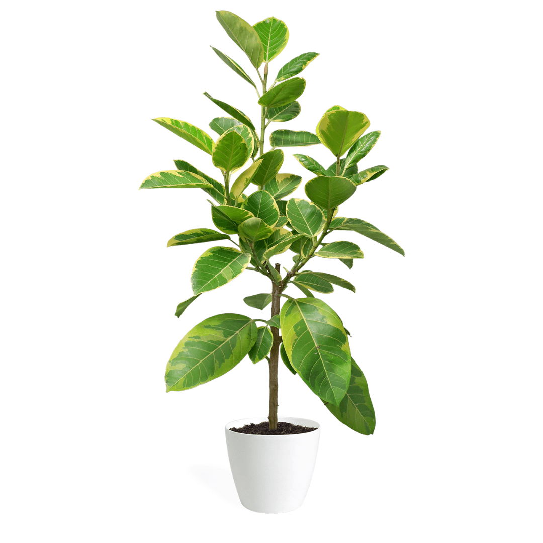 Ficus Altissima Standard Large