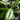 Ficus Audrey Standard