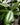Ficus Audrey Standard