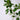 FicusAudrey10in