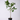 Ficus 'Audrey'