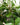 Ficus Audrey Standard