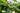 Ficus Audrey Standard