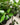Ficus Audrey Standard