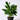 Ficus 'Audrey'