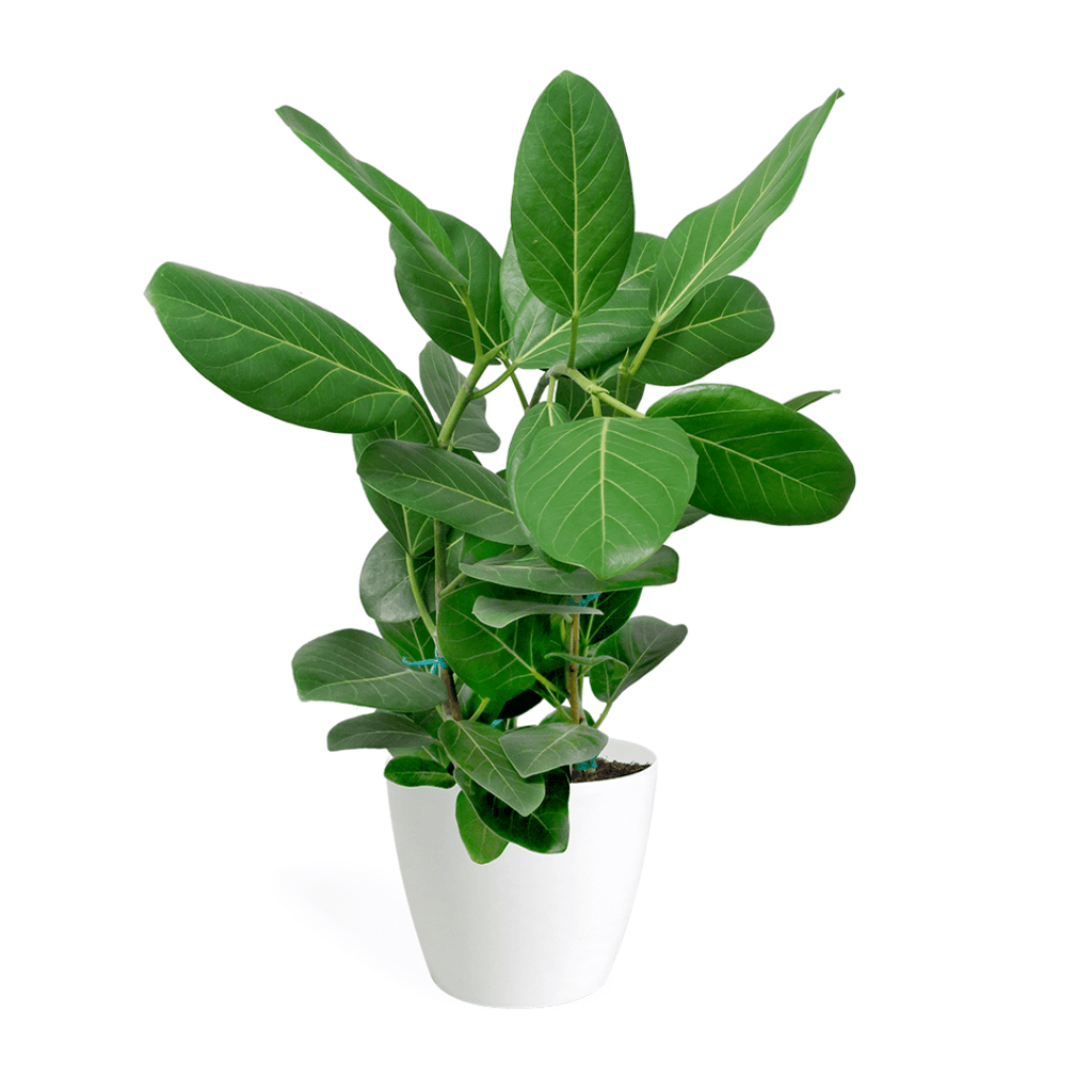 Ficus Audrey Medium