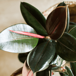 Ficus Burgundy Small