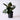 Ficus Burgundy