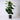 Ficus Lyrata EMMS