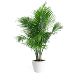 Majesty Palm Medium