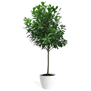 Ficus Moclame Standard Large