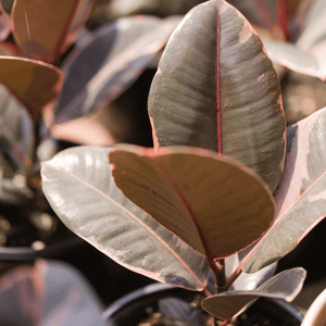 Ficus Ruby