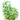 Ficus Alii