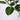 Ficus Audrey