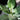 Ficus Audrey Bush