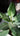 Ficus Audrey Bush