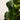 Ficus Bambino 