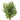 Potted plant with green leaves on a white background